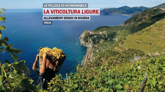 La viticoltura Ligure | Un viaggio da levante a ponente per scoprire i prodotti della riviera